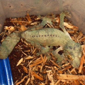 Uroplatus Sikorae