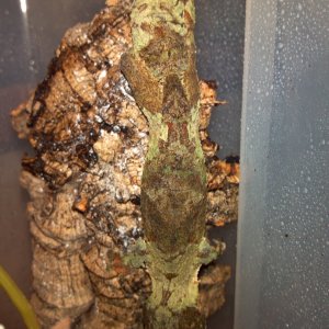 Uroplatus Sikorae