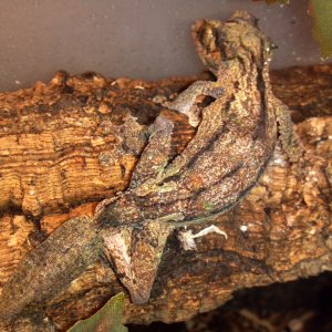 Uroplatus Sikorae