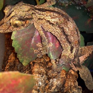 Uroplatus Sikorae