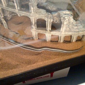 My first Rosy Boa (beetlejuice)