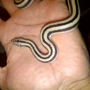 My first Rosy Boa (beetlejuice)