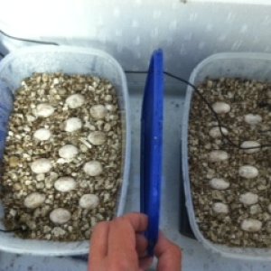 Ackie's eggs