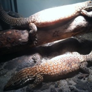 Ackie Monitors