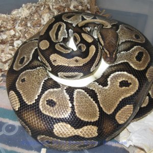 Juliet and Eggs 4-19-2012