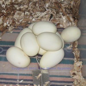 Juliet's eggs 4-19-2012