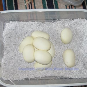 Juliet's eggs 4-19-2012