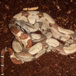 Possible Het Moonglow