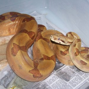 Female - Dam of Babies
