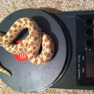 Male Western Hognose Toffee Belly FOR SALE