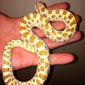 Male Western Hognose Toffee Belly FOR SALE
