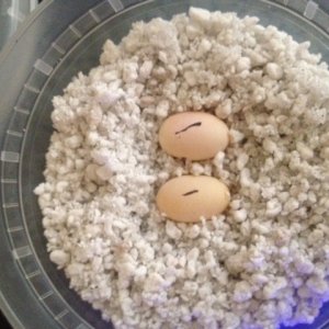 cuban_knight_anole_eggs_042312
