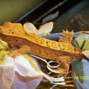 Orange Crested Gecko