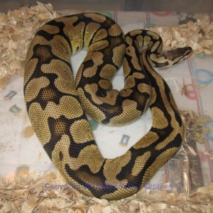 Psyke Lemon Pastel Ovulation