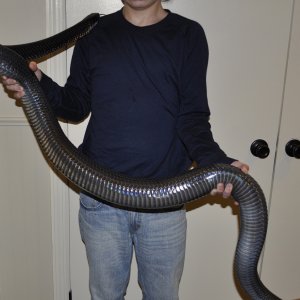 monster 24lb Drymarchon m.rubidus