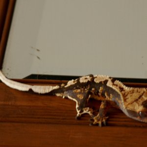 Raja_001
