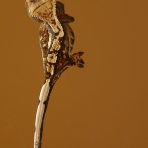 Raja_002
