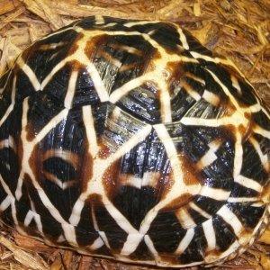 2 year old indian