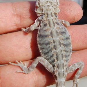 Baby Bearded Dragons