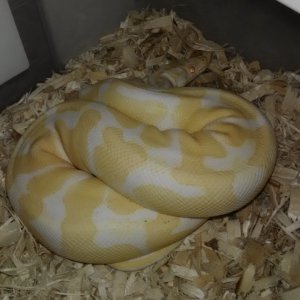 for sale
