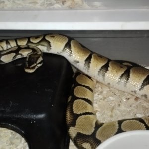 for sale