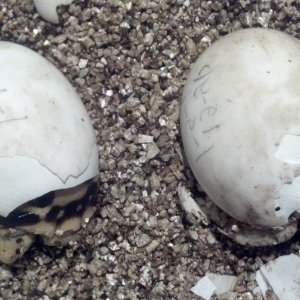Burmese Stars hatching  2012 season