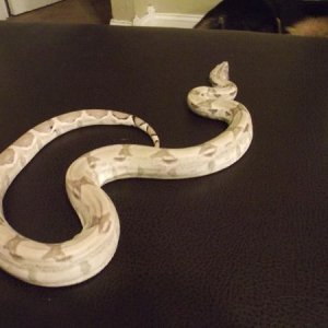 ghost1