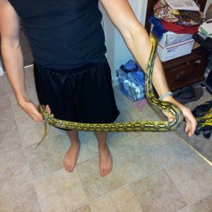 f_tiger