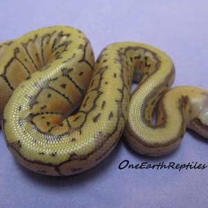 Off to a good start 1st Hatchling of the year