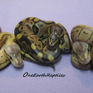 1st clutch of 2012