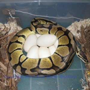 Psyke on eggs.