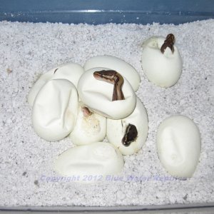 Juliets babies 2012