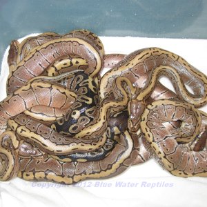 Juliets babies 2012