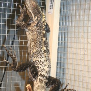 male pectinata