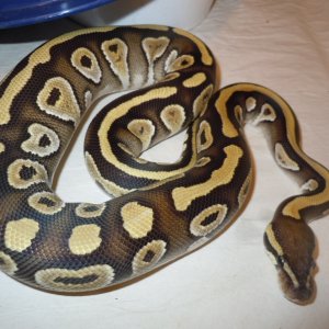June 2011 Mojave Female
