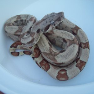 Hypo Het Anery 66 % Het Albino