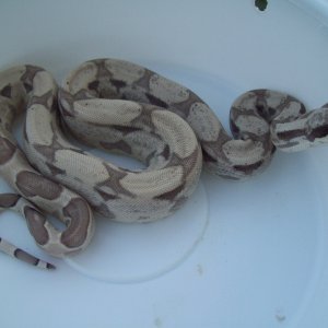 Ghost 66% Het Albino