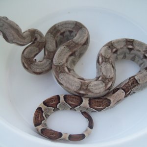 100% Het Anery 66% Het Albino