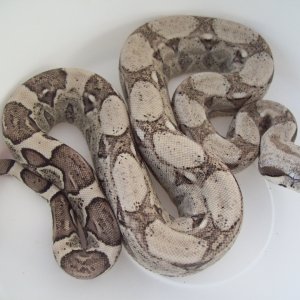 Anery 66% Het Albino