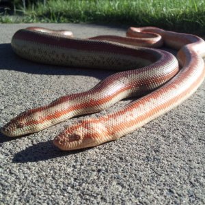 Rosy Boas