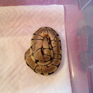 spider hatchling 2012