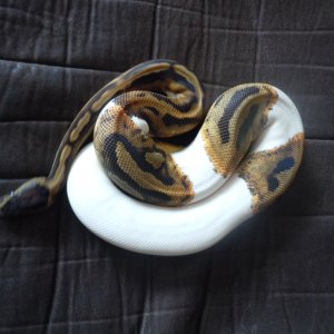 pied_005