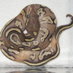 Unique Mojave Fire