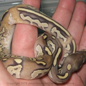 Unique Mojave Fire