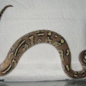 Unique Mojave Fire
