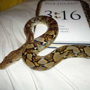 Retic Female