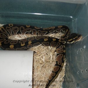 Juliets babies up for sale.