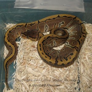 Juliets babies up for sale.