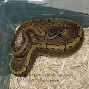 Juliets babies up for sale.