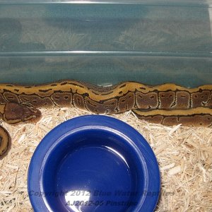 Juliets babies up for sale